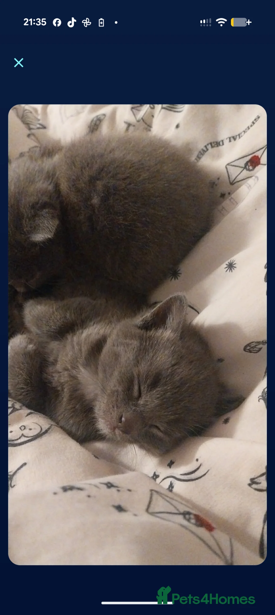 Mixed Breed cats for sale: Mixed litter kittens  - Advert 2