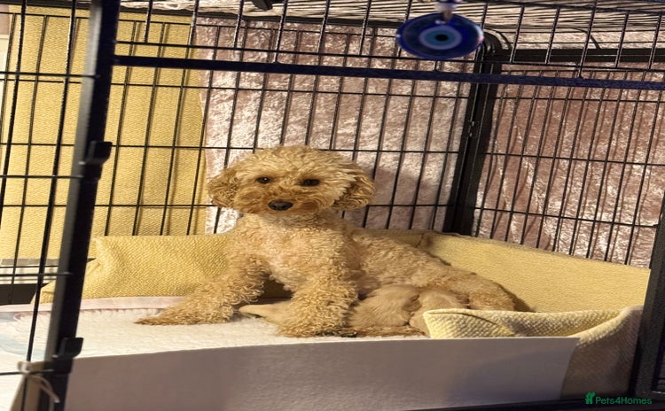 Maltipoo dogs Korean maltese father and toy poodle Maltepoos - Advert 1