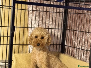 Maltipoo dogs Korean maltese father and toy poodle Maltepoos - Advert 2