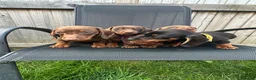 Miniature Dachshund dogs for sale: Beautiful dachshund puppy ready to leave  in Accrington - Advert 11