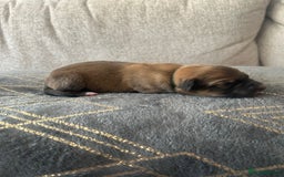 Mixed Breed dogs for sale: Welsh collies X Border collie - Image 12