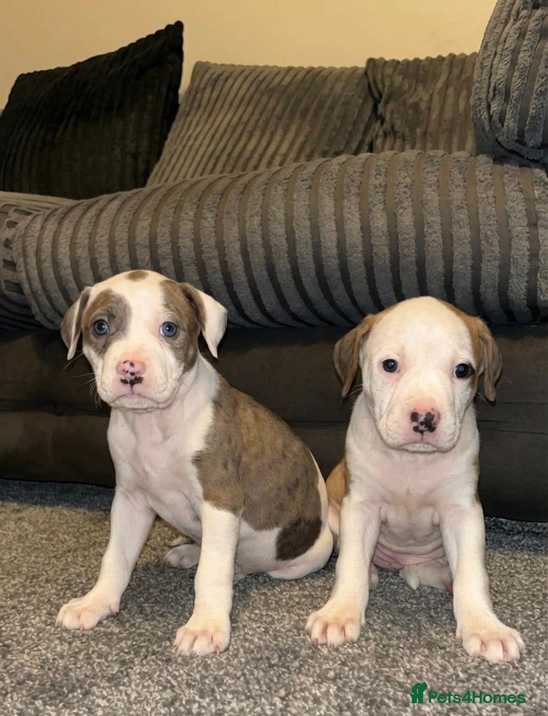 American Bulldog dogs Only 2 Stunning American bulldogs left  - Advert 13