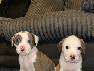 American Bulldog dogs Only 2 Stunning American bulldogs left - Advert 13