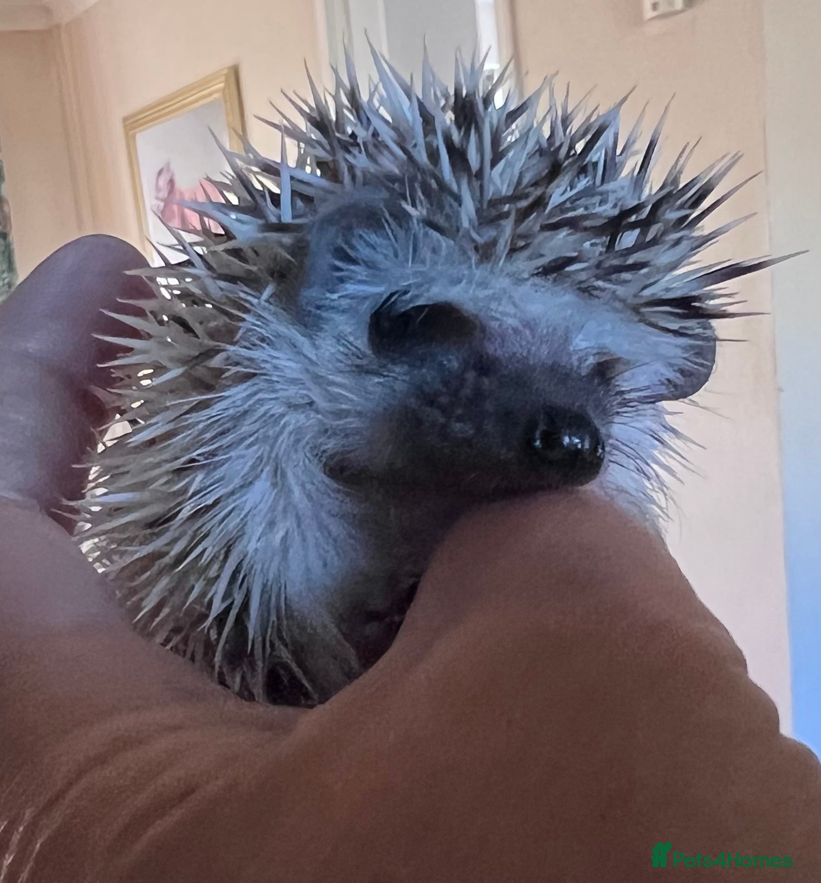 Pygmy Hedgehog rodents African Pygmy hedgehogs hoglets  - Advert 9