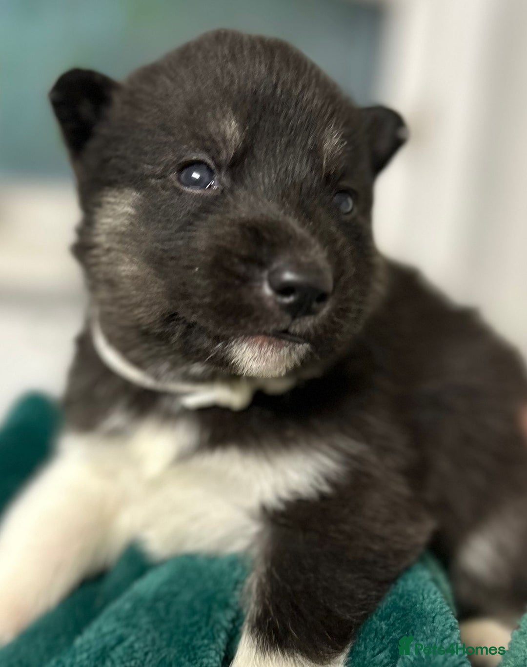 Siberian Husky dogs for sale: KC Lovingly Raised Siberian Husky Puppies - Image 10