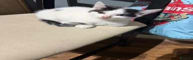 Domestic Shorthair 8