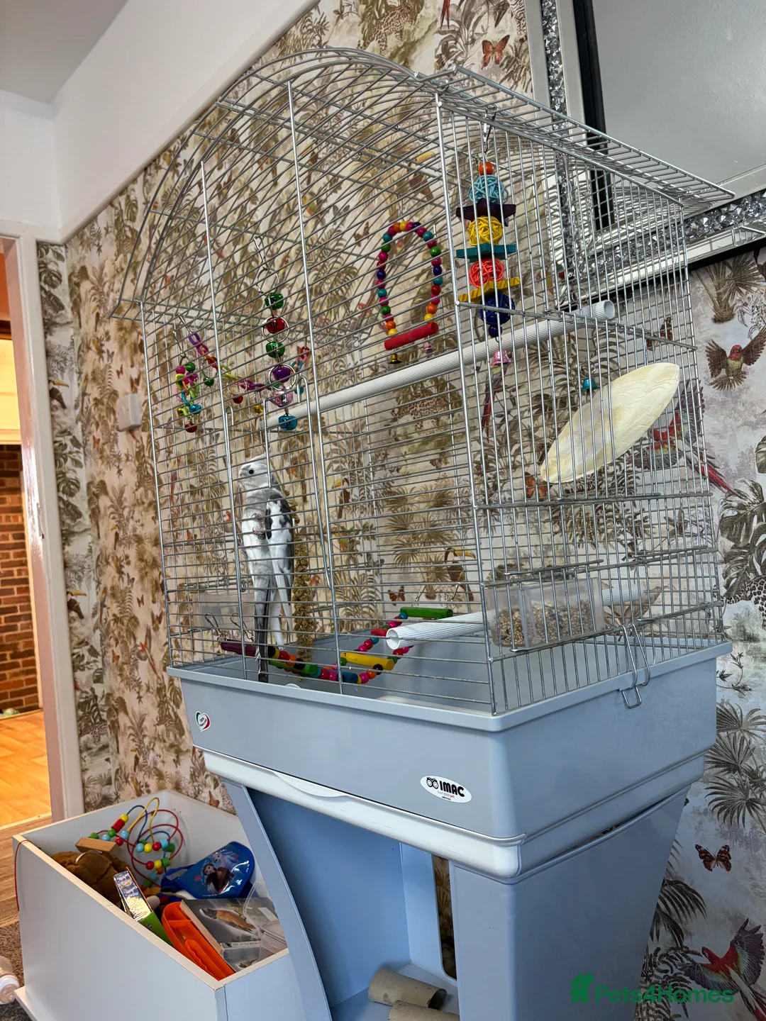 Cockatiels birds for sale: Cockatiel for sale  - Advert 1