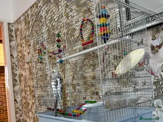 Cockatiels birds Cockatiel for sale - Advert 4