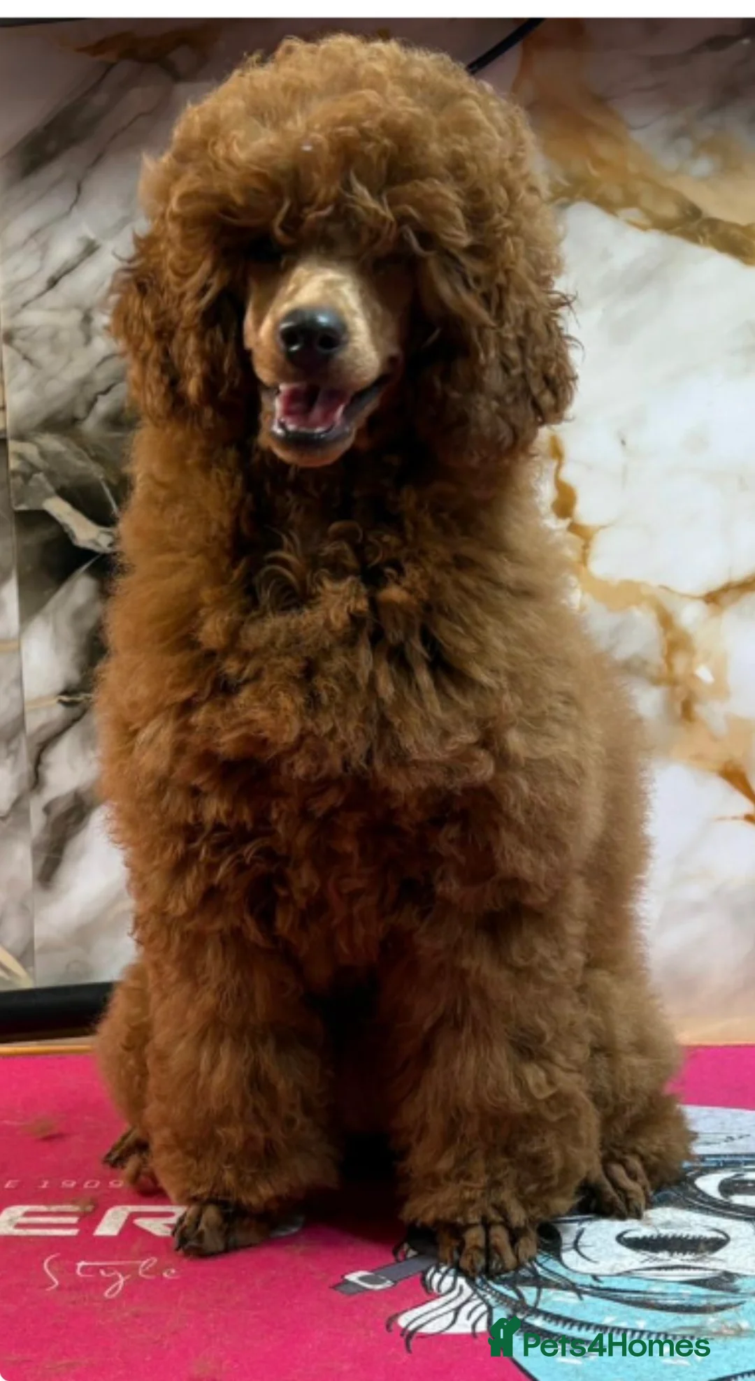 Miniature Poodle dogs for sale: Beautiful red miniature poodle  - Advert 1