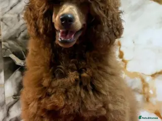 Miniature Poodle dogs Beautiful red miniature poodle - Advert 13