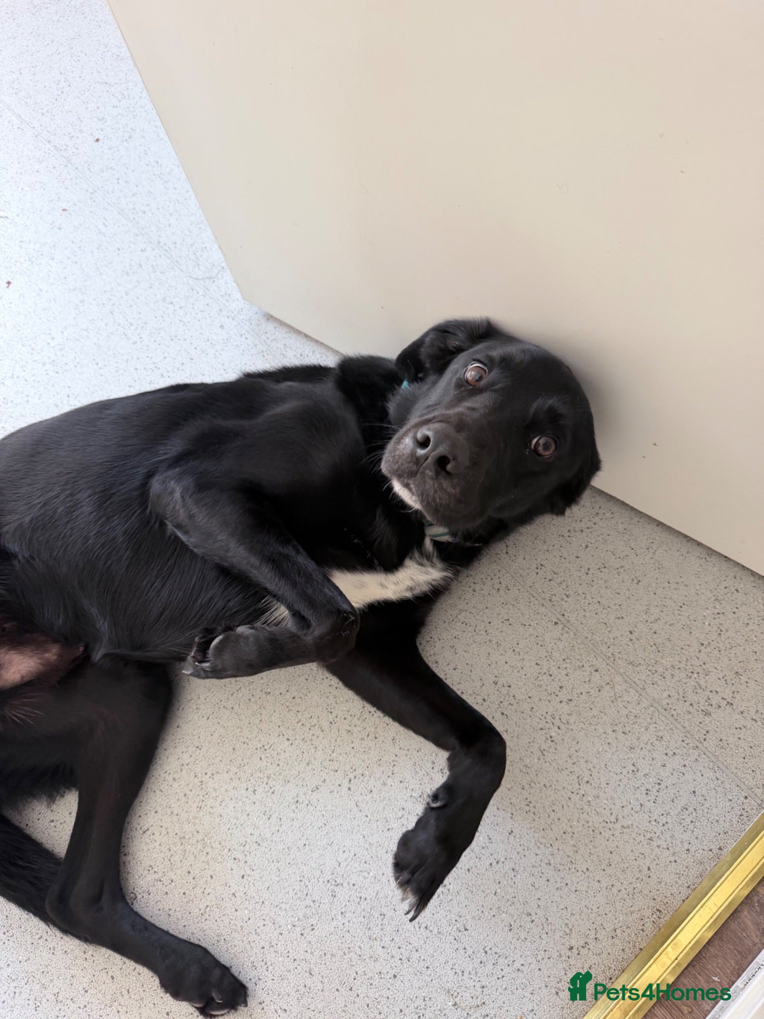 Mixed Breed dogs Borador gentle giant - Advert 1