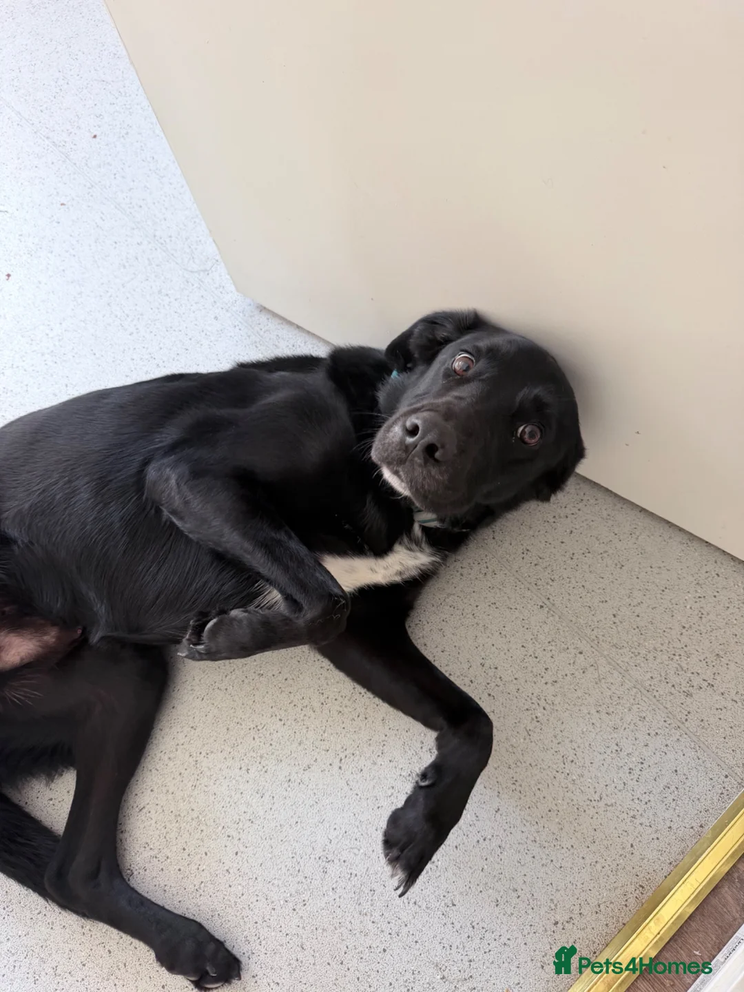 Mixed Breed dogs for sale: Borador gentle giant in Southam - Advert 1