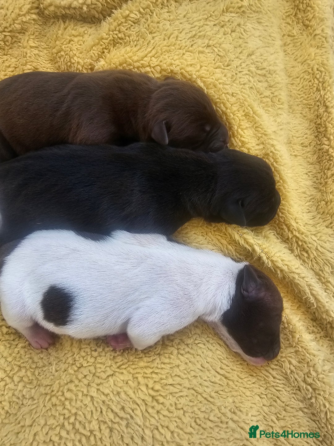 Mixed Breed dogs for sale: Bull pei/Labrador  - Advert 3