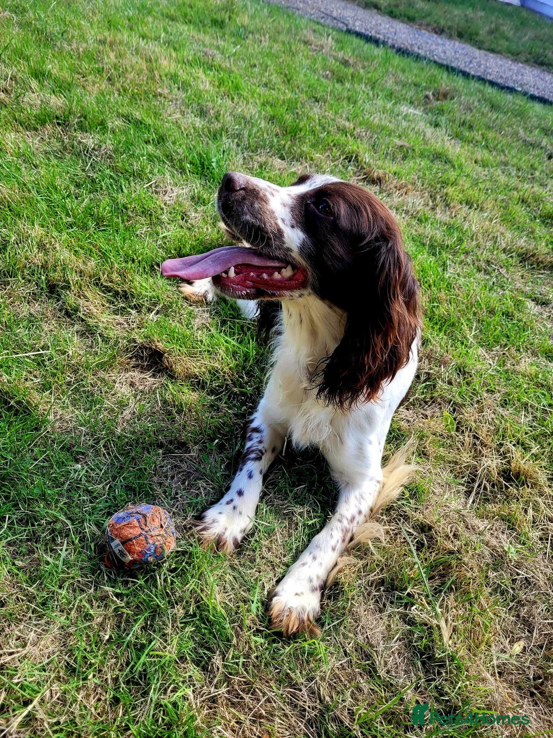 Mixed Breed dogs for sale: 2x labrador x Spaniel Puppies  - Image 8