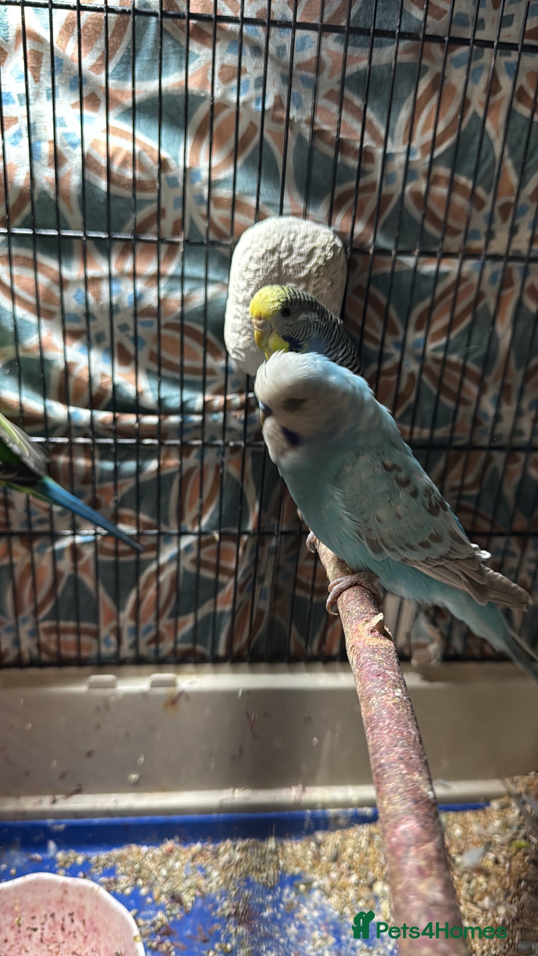 Finches birds for sale: Breeder budgies for sale  - Advert 3