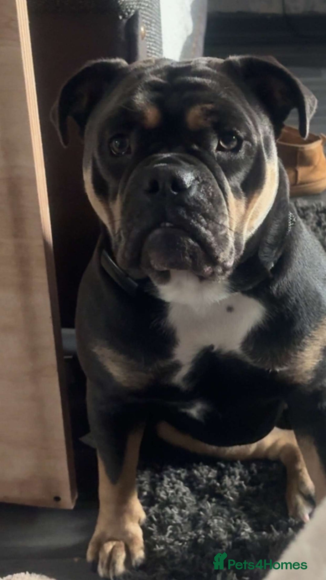 Olde English Bulldogge dogs for sale: Dolly - Advert 7