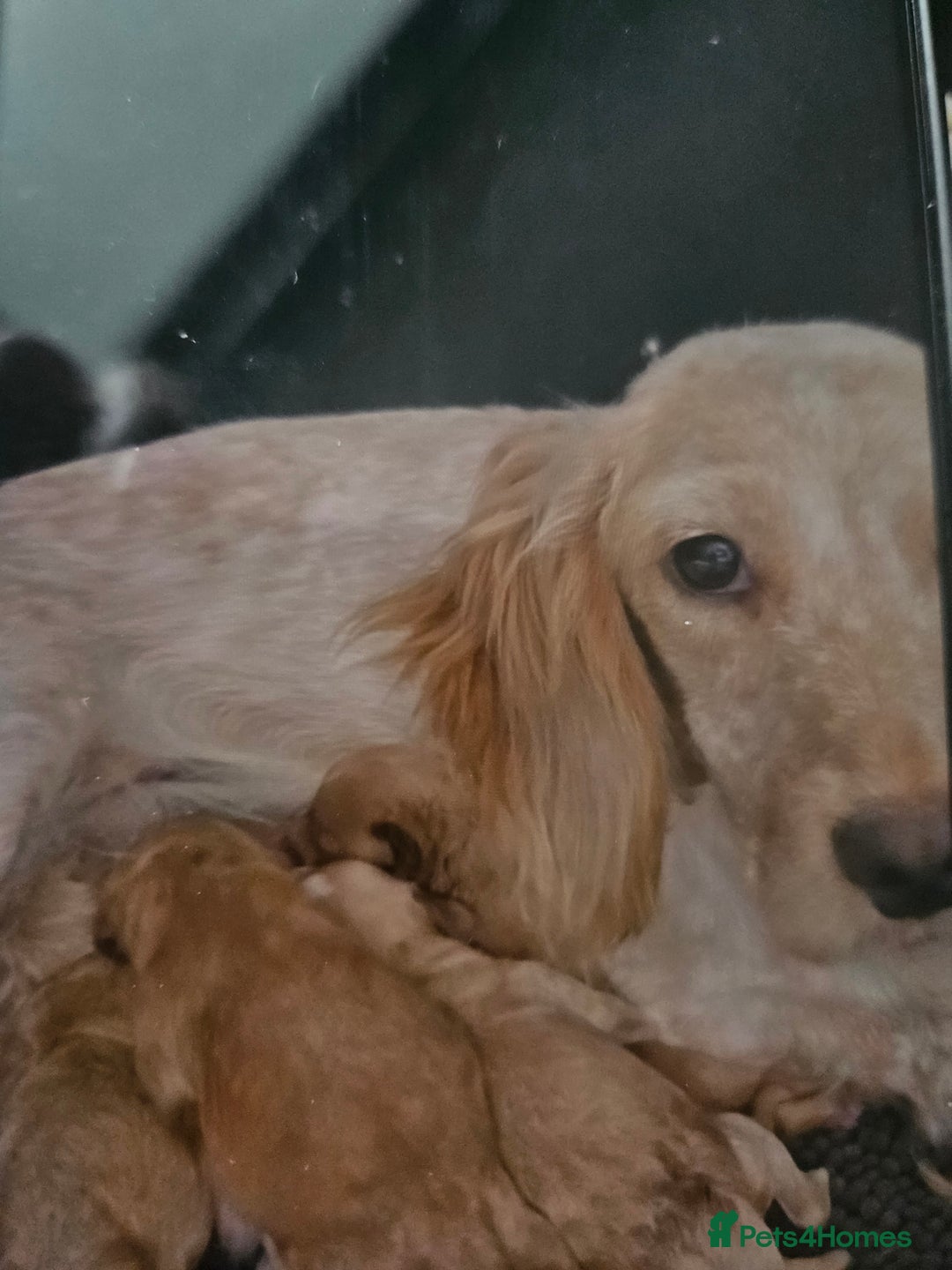 Cockapoo dogs for sale: Cockapoo - Advert 1