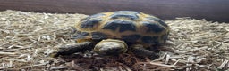 Tortoise reptiles for sale: 2 x Female Horsefield Tortoises - Advert 3