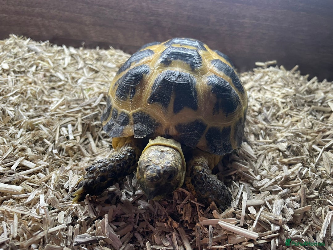 Tortoise reptiles for sale: 2 x Female Horsefield Tortoises - Advert 3