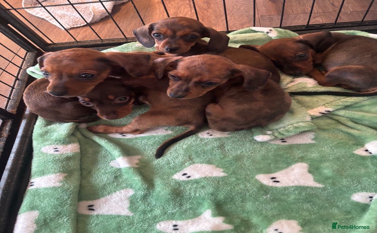 Dachshund dogs - Advert 6