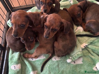 Dachshund dogs - Advert 2