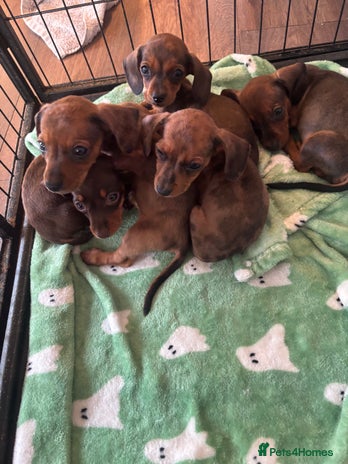 Dachshund dogs - Advert 6