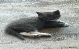British Shorthair cats for sale: 2 adorable kittens available for a loving home  - Image 4