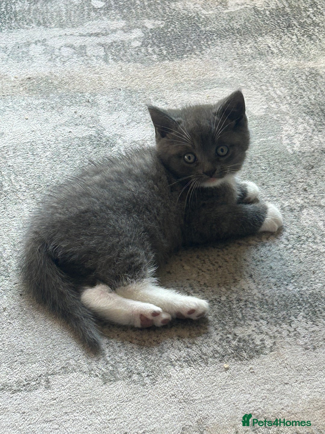 British Shorthair cats for sale: 2 adorable kittens available for a loving home  - Image 4