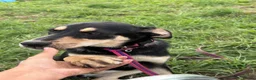 Mixed Breed dogs for adoption: Judy - Norwich Norfolk  - Advert 15