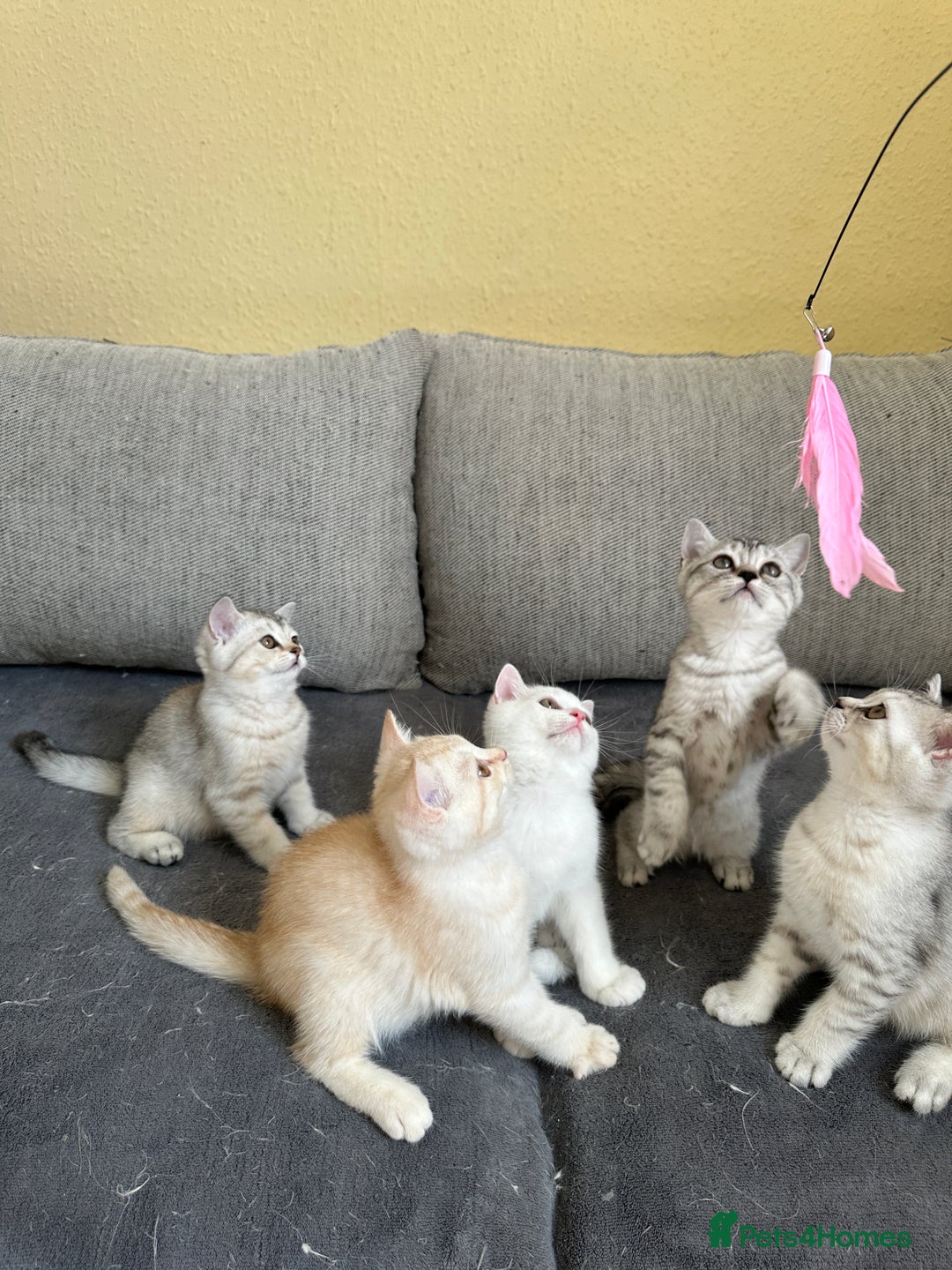 British Shorthair cats for sale: 5 Stunning British Shorthair - Image 8