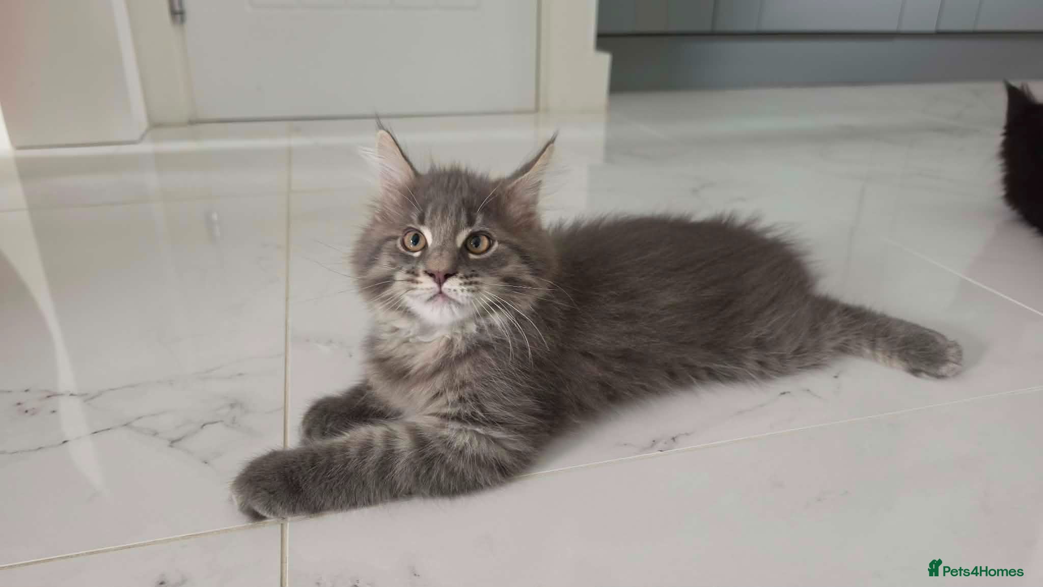 Maine Coon cats SILVER MAINE COON BOY KITTEN FOR SALE - Advert 4