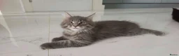 Maine Coon cats for sale: SILVER MAINE COON BOY KITTEN FOR SALE - Advert 1