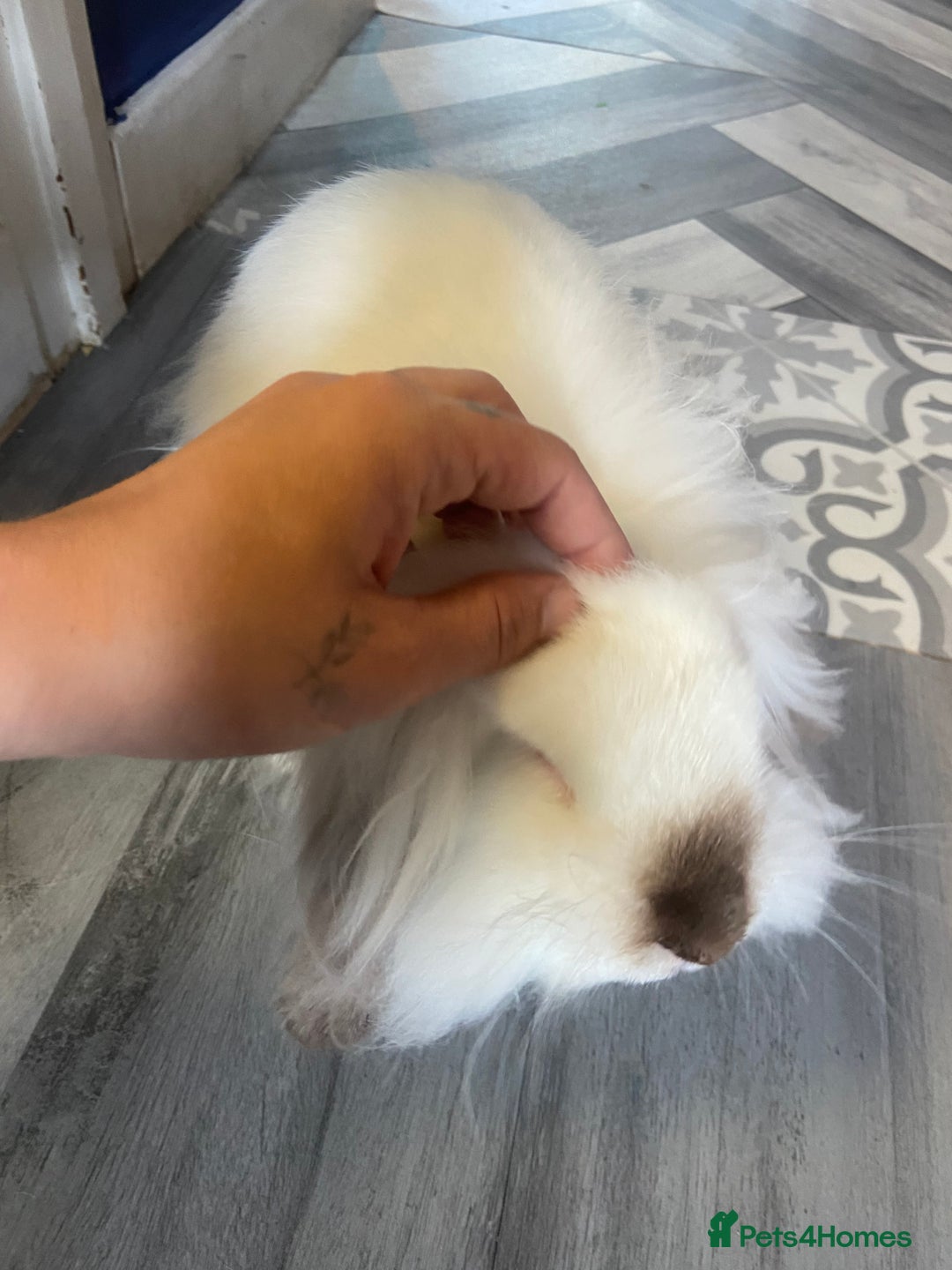 Mini Lion Lop rabbits for sale: Cheeky bunny ❤️ - Image 2