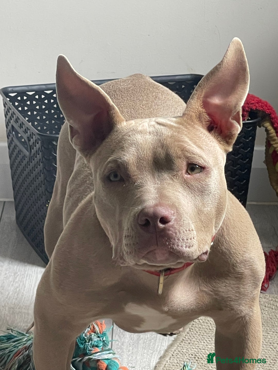 American Bully dogs for sale: Nova - Beautiful 1-Year-Old American Pocket Bully - Advert 4