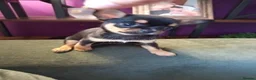 Chihuahua dogs for sale: Pedigree chihuahua puppies two girls one boy  in Cambridge - Advert 6