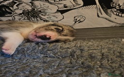 Border Collie dogs for sale: Unique blue merle border collie puppies - Image 21