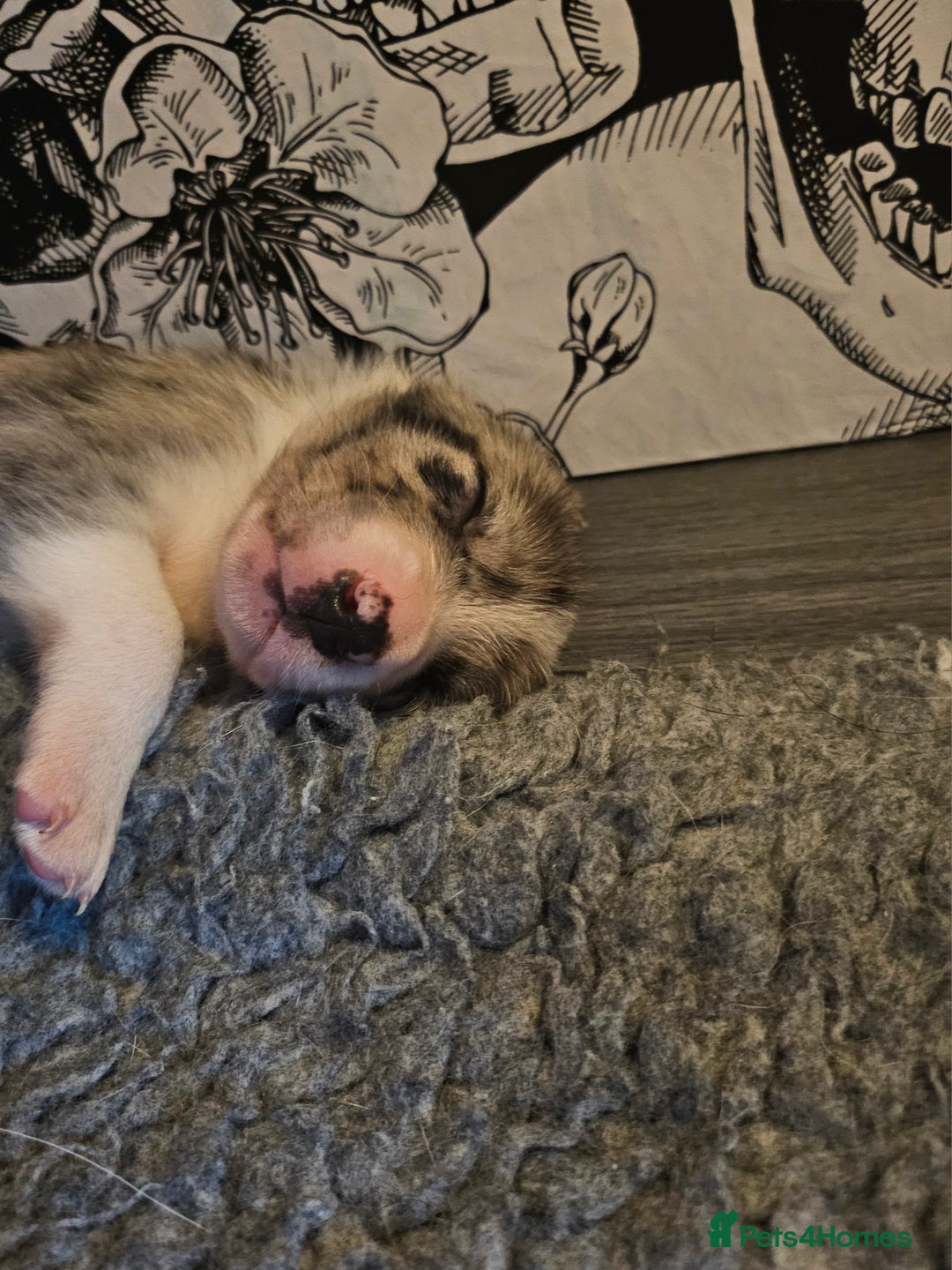 Border Collie dogs for sale: Unique blue merle border collie puppies - Image 21