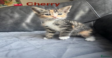 Mixed Breed cats - Advert 2