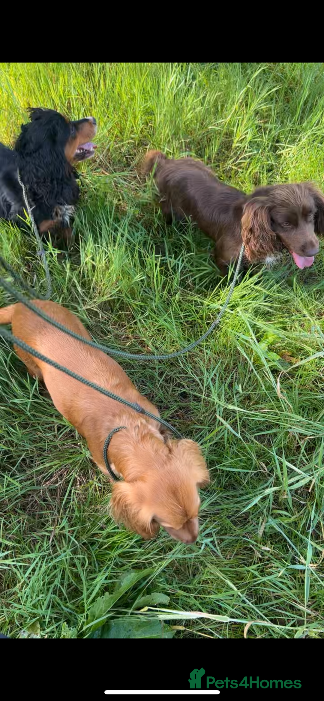 Cocker Spaniel dogs for sale: Beautiful KC Registered Cocker Spaniel Puppies 🐶  - Image 19