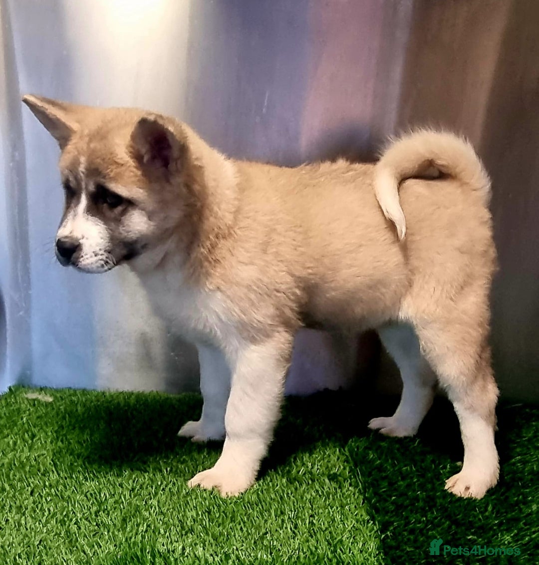 Akita dogs for sale: Akita pup (female) - Advert 3