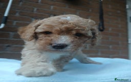 Cockapoo dogs for sale: READY NOW 5* F2B Apricot Merle Cockapoos - Image 11
