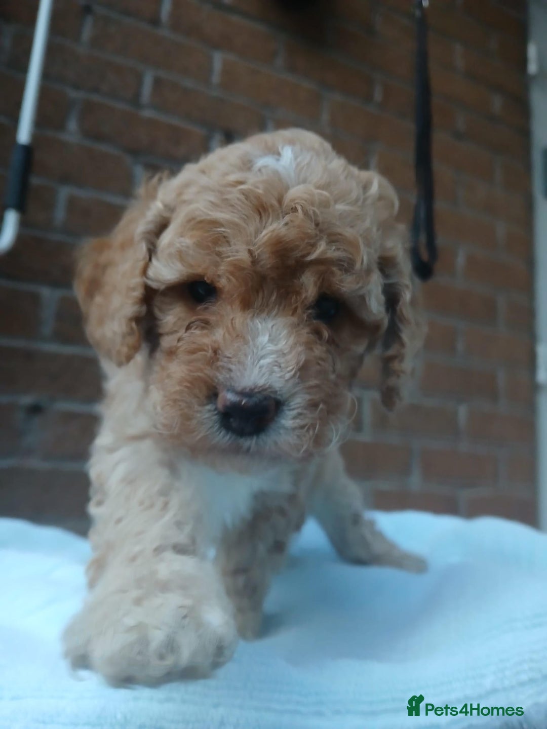Cockapoo dogs for sale: READY NOW 5* F2B Apricot Merle Cockapoos - Image 11