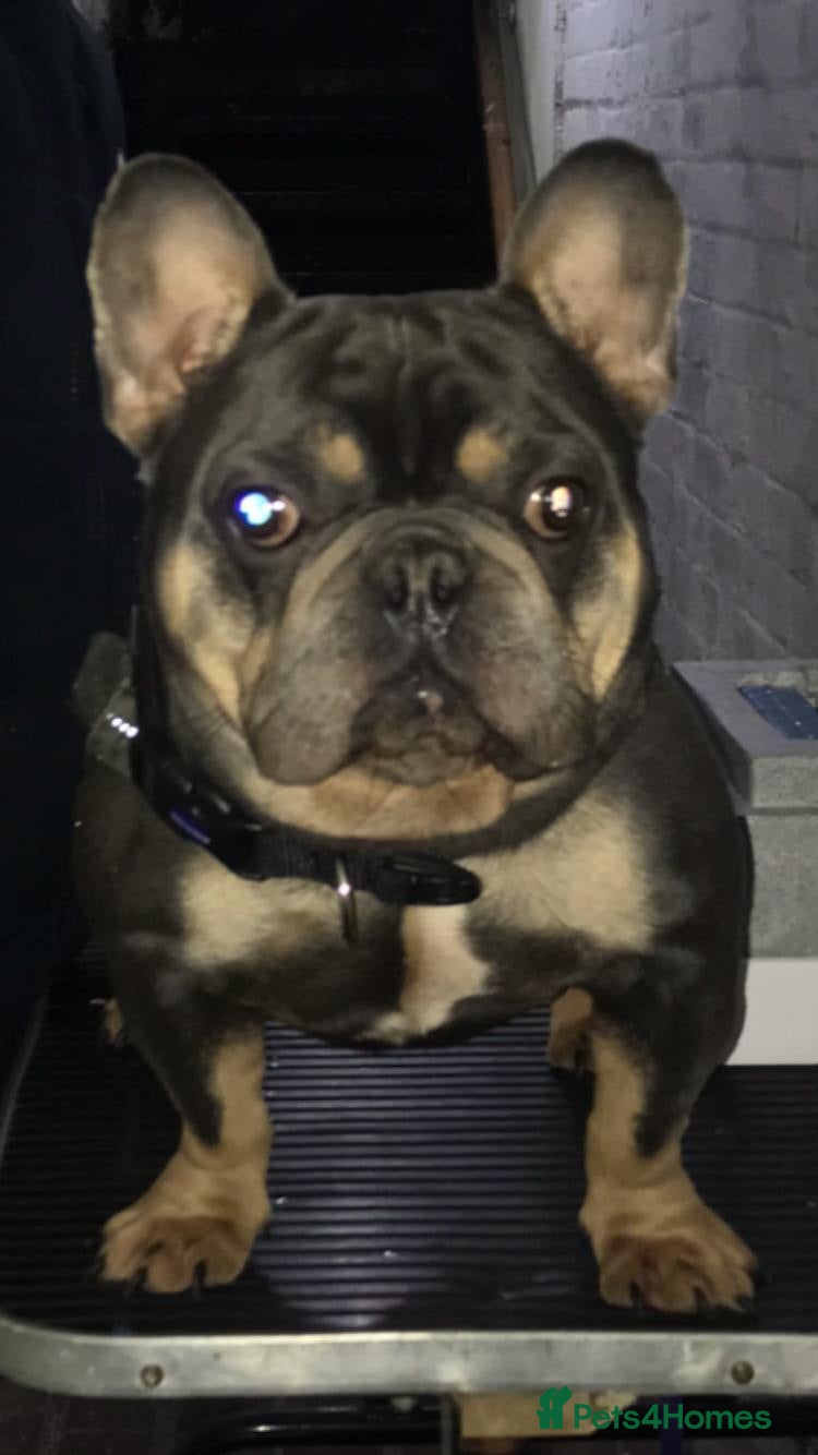 French Bulldog dogs Forever home needed for this big beautiful boy - Advert 17