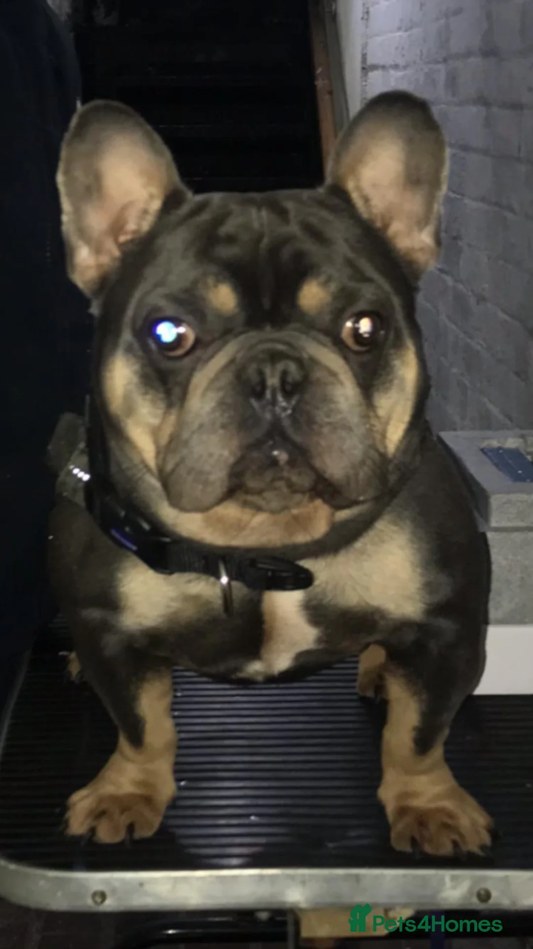 French Bulldog dogs for sale: Forever home needed for this big beautiful boy in Paignton - Advert 1