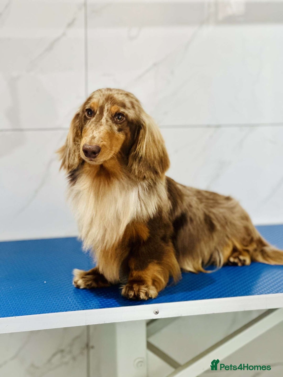 Dachshund dogs for stud: Long haired dachshund stud boys  in Leeds - Image 3