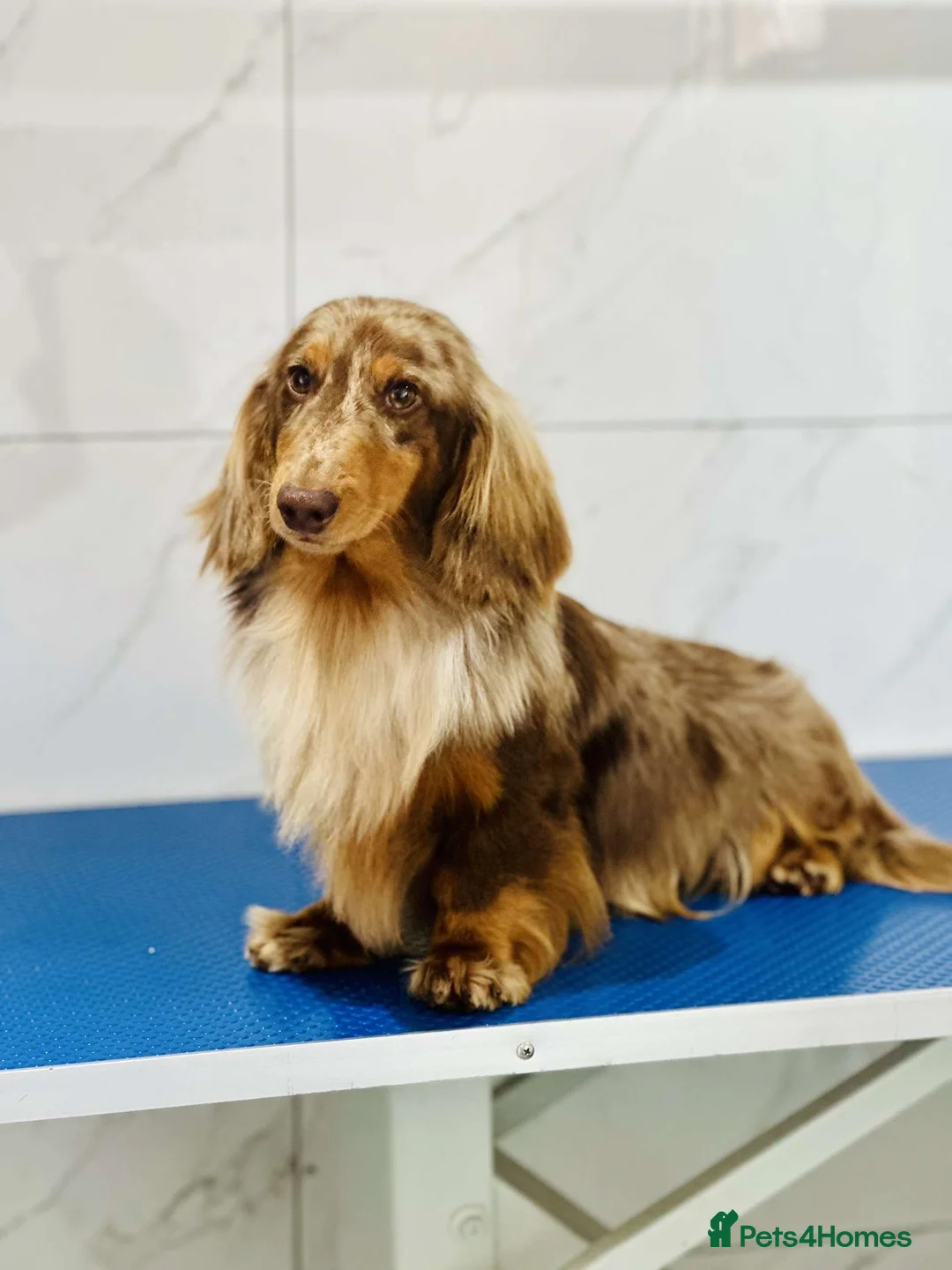 Dachshund dogs for stud: Long haired dachshund stud boys  in Leeds - Advert 4