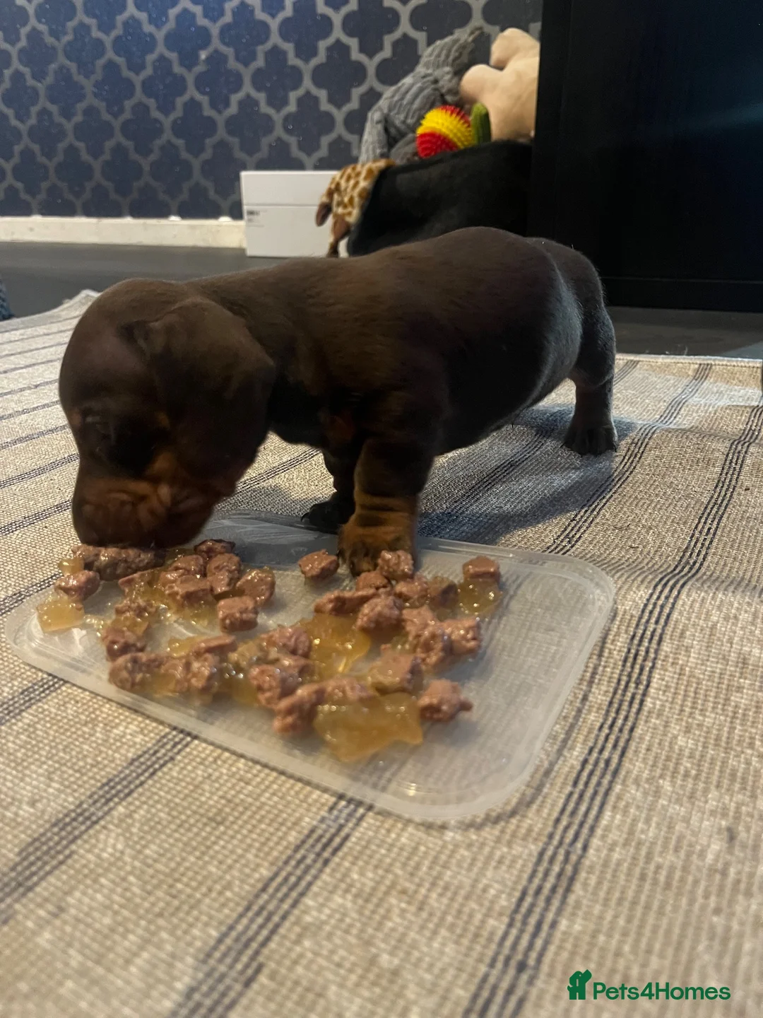 Miniature Dachshund dogs for sale: 2 absolute stunning chocolate and tan boys - Advert 9