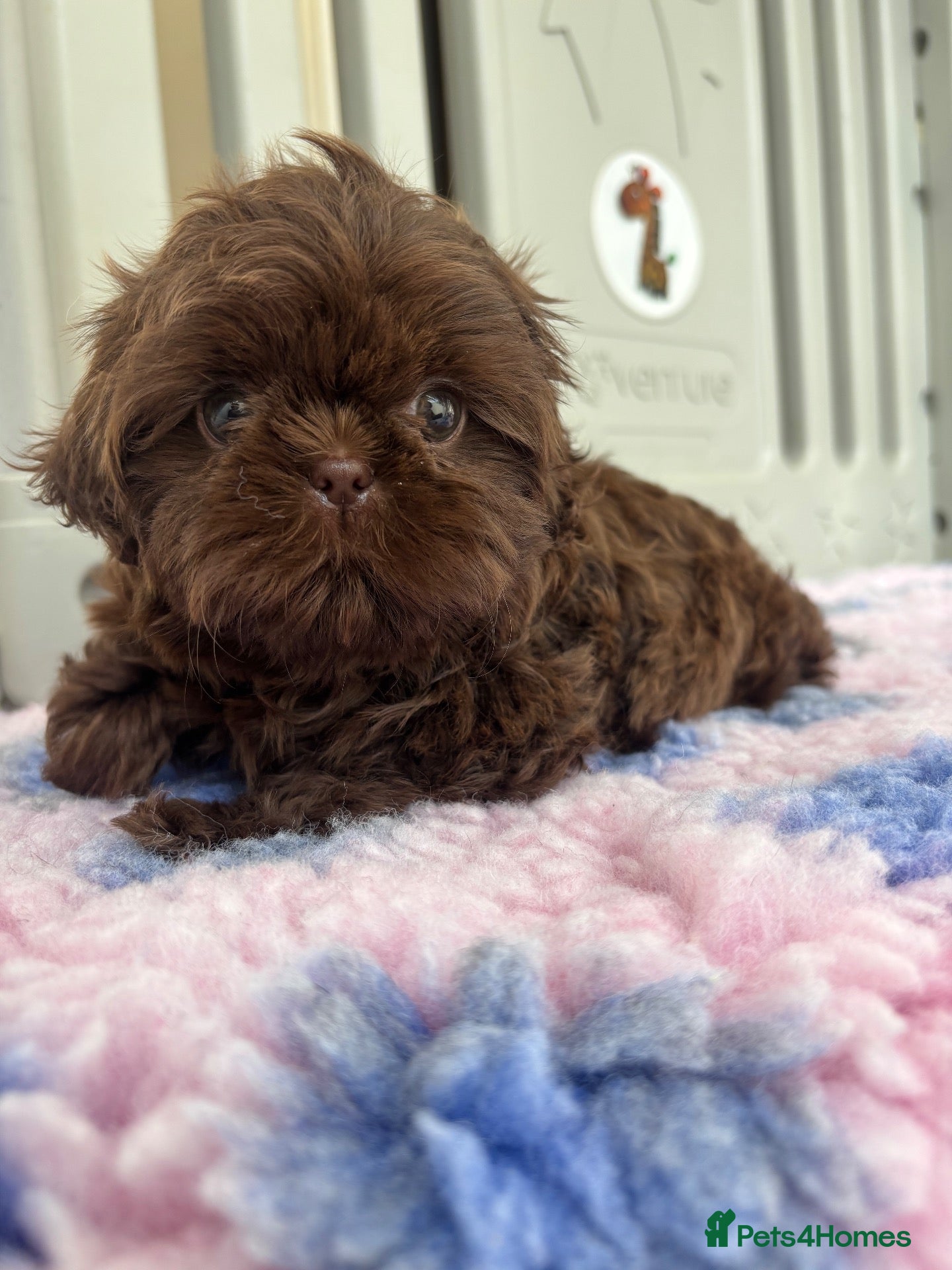 Shih Tzu dogs 💕Stunning female Chocolate Shih Tzu 💕 - Advert 2