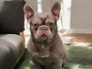 French Bulldog dogs KANO (RETIRED) LOOKING FOR HIS 5* HOME - Advert 1