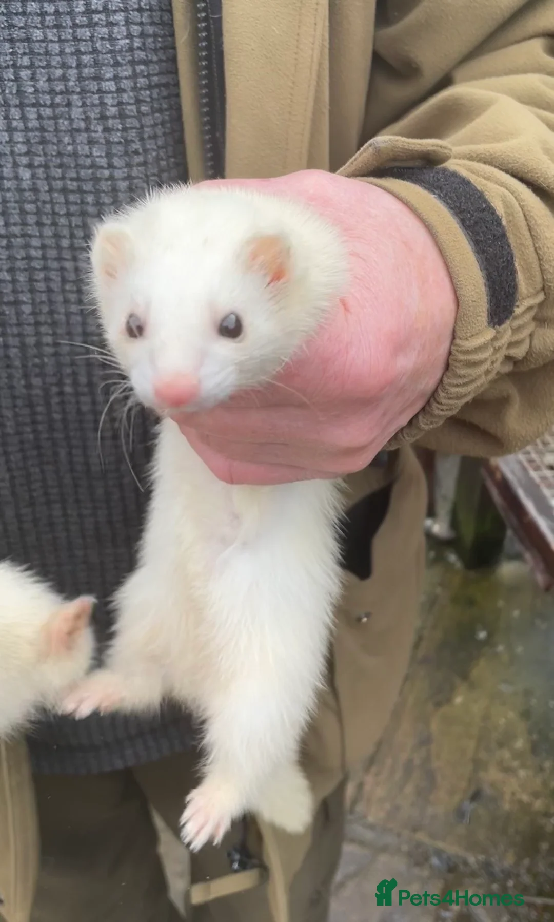 Ferret rodents for sale: Black Eyed White Gills - Advert 3